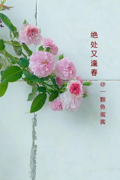 绝处逢生的前一句是什么